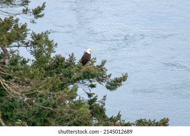 A bald eagle perched on a fir tree scanning the landscape and sea below, seen from the bridge at Deception Pass State Park.