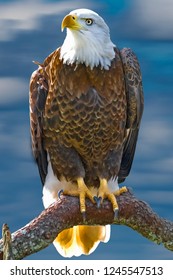 Bald Eagle perched on limb with sky behind him - image