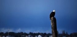 A Bald Eagle Perched On Log With A Blue Sky. In The Background There Are Trees And Houses.