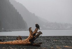 Bald Eagle Perched On A Log Near A Beach In Alaska