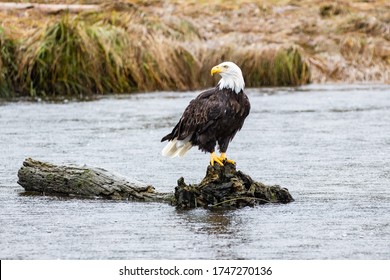 A Bald Eagle perched on a log in British Columbia