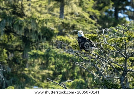 Bald eagle perched on a moss-covered tree along the coast near Fin Island in southeast Alaska.