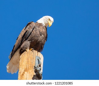 Bald Eagle Perched on Pole