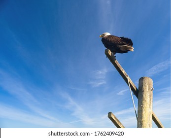 Bald Eagle perched on the pole in Sidney BC, Vancouver Island, Canada