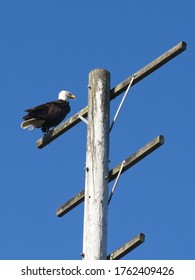 Bald Eagle perched on the pole in Sidney BC, Vancouver Island, Canada