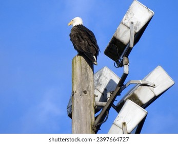 A bald eagle perched on a pole against a blue sky