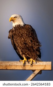 A Bald Eagle perched on a pole