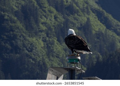 Bald Eagle perched on a pole