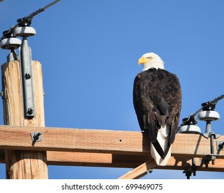 bald eagle perched on pole 