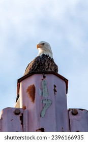 Bald Eagle perched on top of a metal power pole