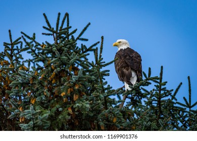 Bald eagle perched on a tree