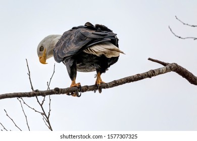Bald Eagle perched on a tree branch, Delta, BC, Canada