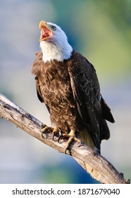 Bald Eagle perched on tree