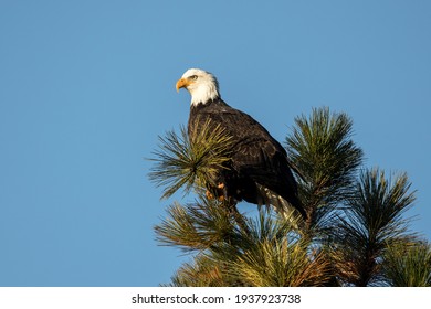 577 Bald eagles idaho Images, Stock Photos & Vectors | Shutterstock