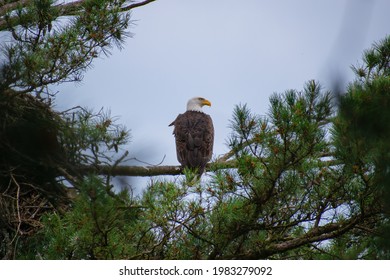 Bald Eagle perched on a tree limb
