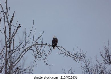 bald eagle perched on tree in winter