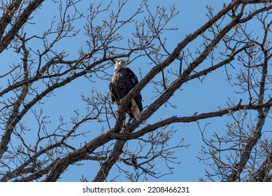 A bald eagle is perched on a tree limb near her nest in De Pere, Wisconsin