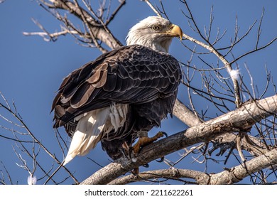 A Bald Eagle Perched On Tree Branch.