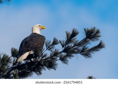Bald Eagle perched on a tree branch in the wintertime after a light snowfall with a vibrant blue sky in the background 
