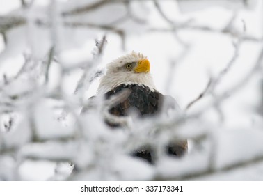 Bald eagle perched on a tree branch. USA. Alaska. Chilkat River. An excellent illustration.