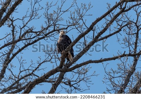 A bald eagle is perched on a tree limb near her nest in De Pere, Wisconsin