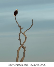 A bald eagle perched on twisting bare tree branches against a soft blue sky. The image captures wildlife, strength, freedom, solitude, and the natural beauty of birds of prey in an open outdoor environment.