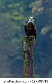 Bald Eagle Perched A Pole