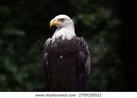 Bald eagle perched in sunlight