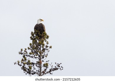 A bald eagle perched at the top of a tree in Grand Teton National Park, USA
