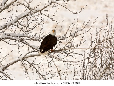 Bald Eagle perched in tree