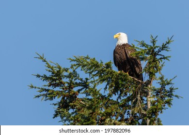 Bald eagle perched in tree