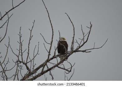 Bald Eagle perched in a Tree