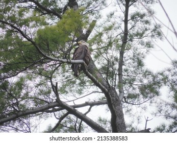 Bald Eagle Perched in Tree 