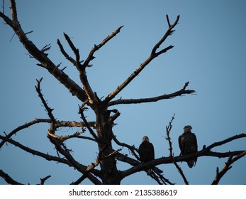 Bald Eagle Perched in Tree 