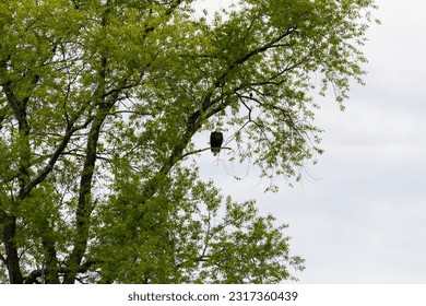 bald eagle perched in tree