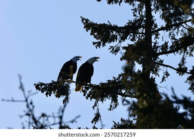 Bald eagle perched in tree