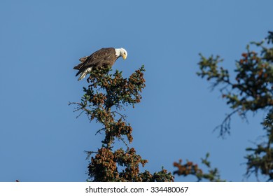 Bald Eagle perched in a tree 