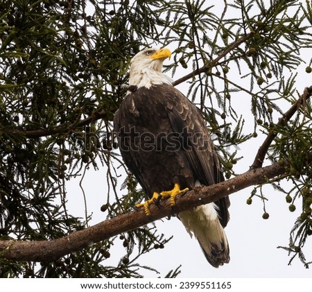 A Bald Eagle perched in a tree in California