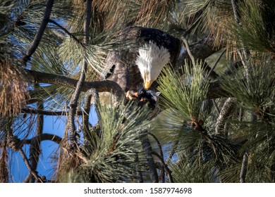 A bald eagle perched in a tree eats a fish it caught near Coeur d'Alene, Idaho.