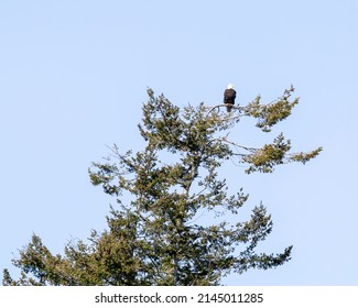 A bald eagle perches atop a fir tree and scans the landscape.