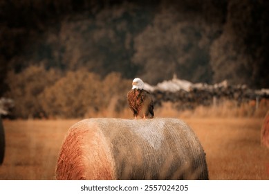 A bald eagle perches atop a round hay bale, its dark feathers contrasting with the pale straw. The bird's sharp gaze is focused ahead, set against the open field and distant trees - Powered by Shutterstock