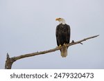 A Bald Eagle perches on the long branch of a dead tree against a gray sky