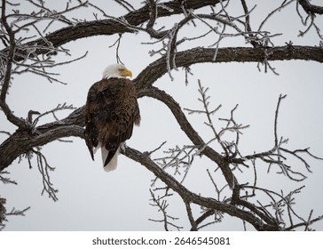 A bald eagle perches in a tree on a frosty, winter day.