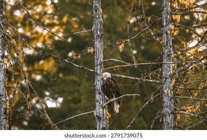 A bald eagle perching in a dead tree (Haliaeetus leucocephalus), during a sunny evening, horizontal