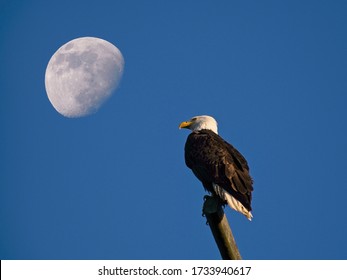 Bald eagle perching on the pole in Sidney BC, Vancouver Island, moon in the background