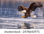 Bald eagle poised to plunge into water with prey in talons