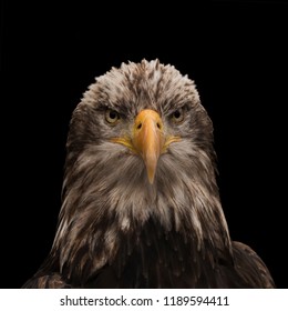 Bald Eagle Portrait