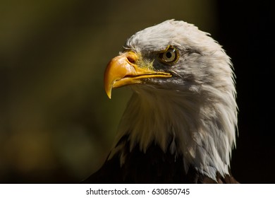 Bald Eagle Portrait