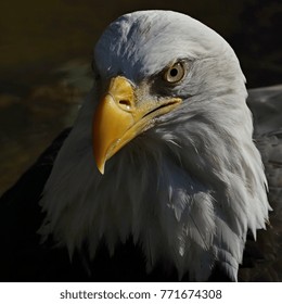 Bald Eagle Portrait Stock Photo 771674308 Shutterstock Bald Eagle Portrait Stock Photo 771674308 Shutterstock