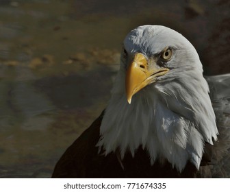 Bald eagle portrait